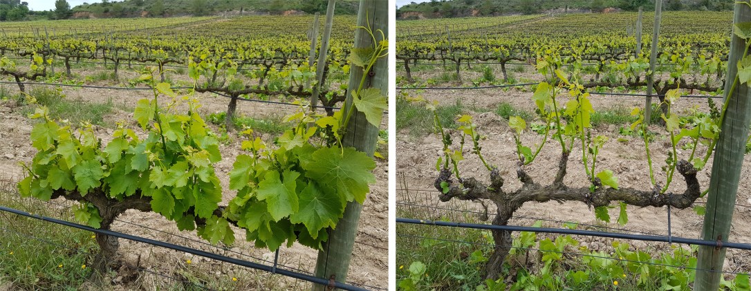 before and after green pruning