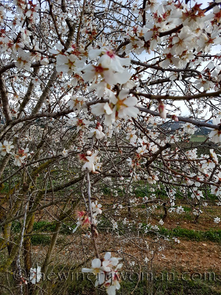 Almond_trees2_TWW