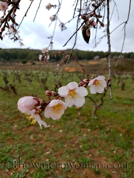 Almond_trees6_TWW