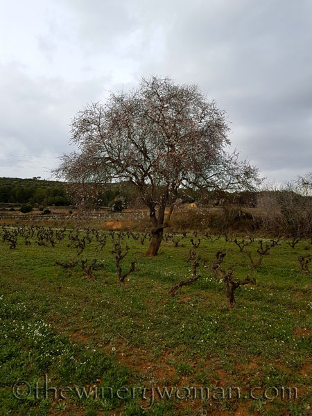 Almond_trees7_TWW