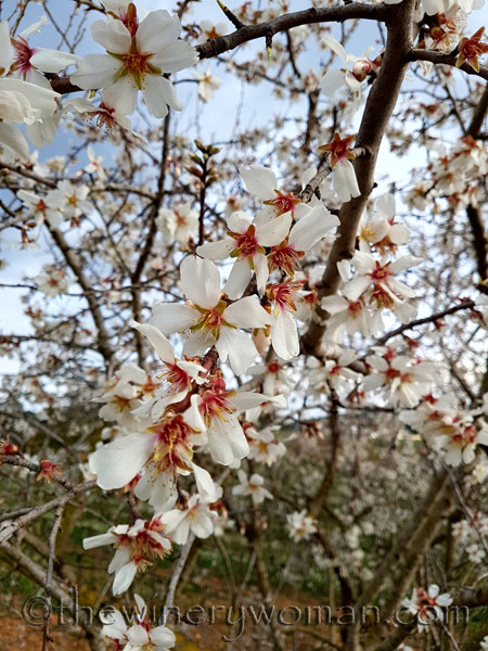 Almond_trees_TWW