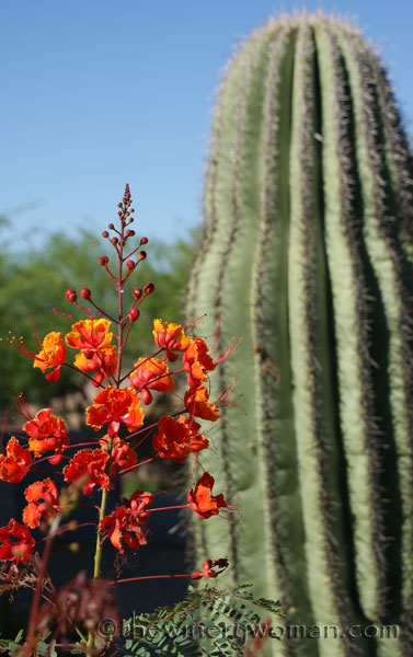 Arizona-flowers-and-cactus_TWW