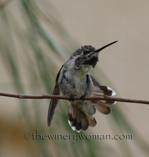 AZ-Birds_0070_TWW