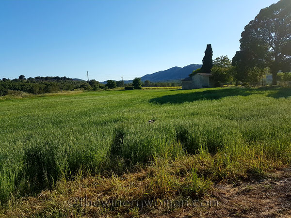 Doggies-in-the-hay2_May17_TWW