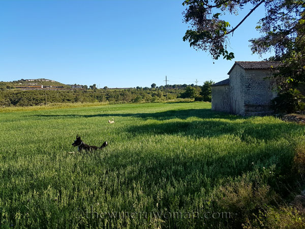 Doggies-in-the-hay_May17_TWW