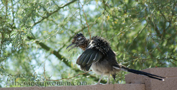 Roadrunner-strut_TWW