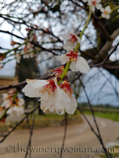 Viladellops-Vineyard11_2.5.18_TWW