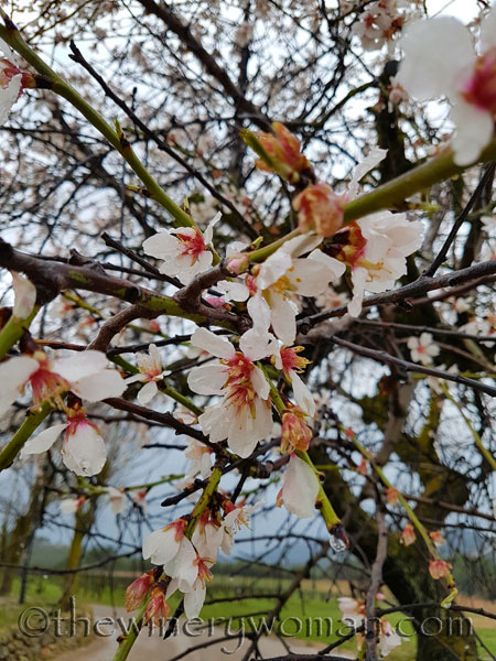 Viladellops-Vineyard12_2.5.18_TWW