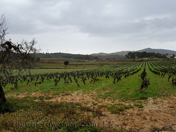 Viladellops-Vineyard2_2.5.18_TWW