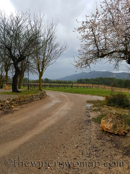 Viladellops-Vineyard3_2.5.18_TWW