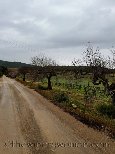 Viladellops-Vineyard4_2.5.18_TWW