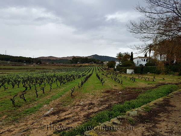 Viladellops-Vineyard6_2.5.18_TWW