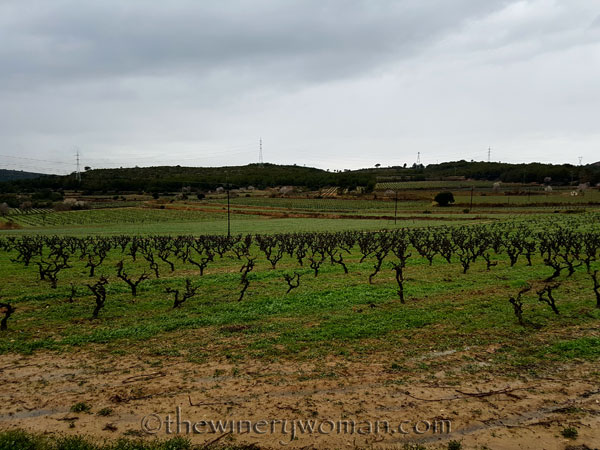 Viladellops-Vineyard7_2.5.18_TWW