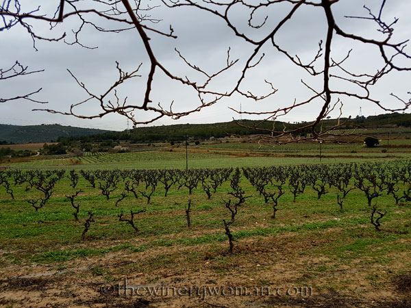 Viladellops-Vineyard9_2.5.18_TWW