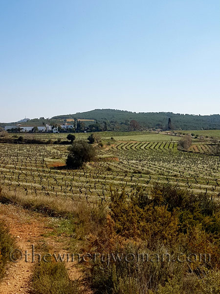 Vineyard10_2.25.18_TWW