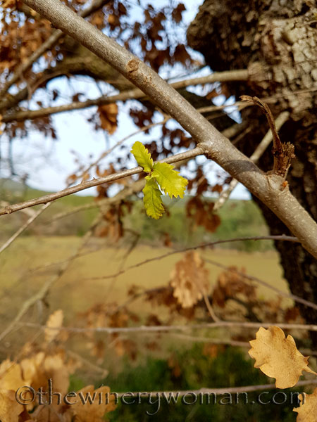 Vineyard12_2.15.18_TWW