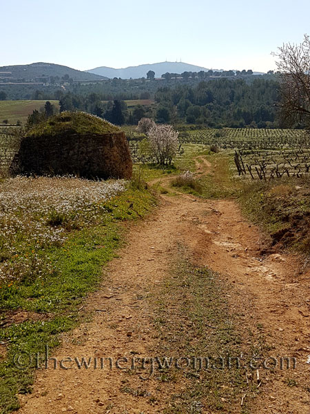 Vineyard12_2.25.18_TWW