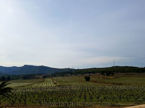 Vineyard13_2.15.18_TWW