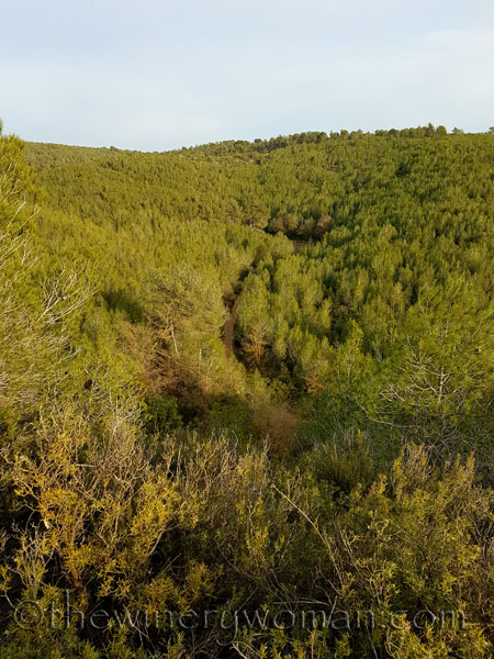 Vineyard14_2.15.18_TWW