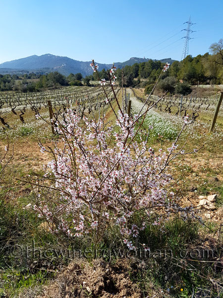 Vineyard14_2.25.18_TWW