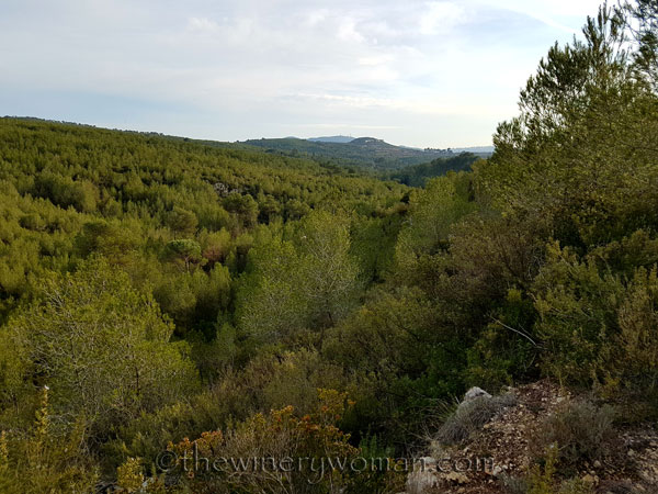 Vineyard15_2.15.18_TWW