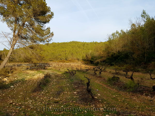 Vineyard17_2.15.18_TWW