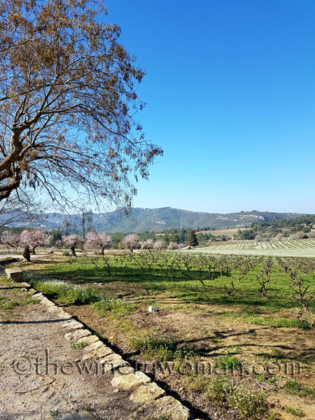 Vineyard1_2.25.18_TWW