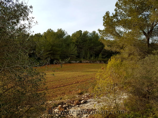 Vineyard2_2.15.18_TWW