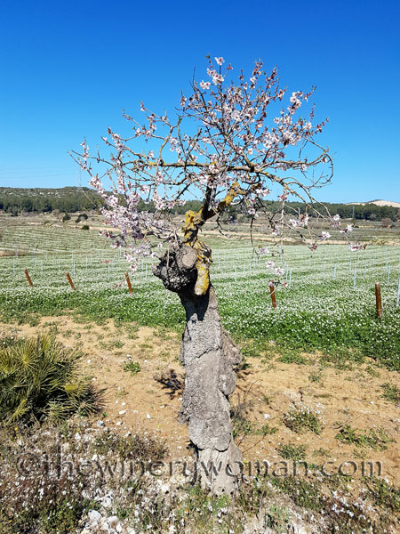 Vineyard2_2.25.18_TWW