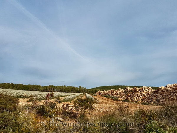 Vineyard3_2.15.18_TWW