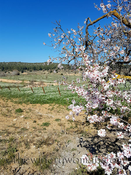 Vineyard3_2.25.18_TWW