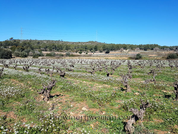 Vineyard4_2.25.18_TWW