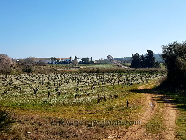 Vineyard6_2.25.18_TWW