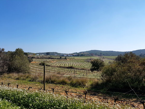 Vineyard7_2.25.18_TWW