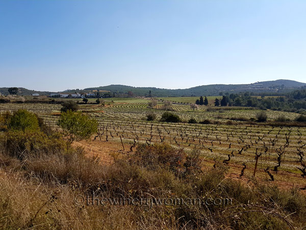 Vineyard8_2.25.18_TWW