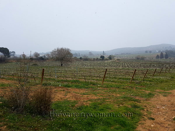 Vineyard_Snow3_2.27.18_TWW