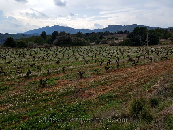 Winter_vineyard2_TWW