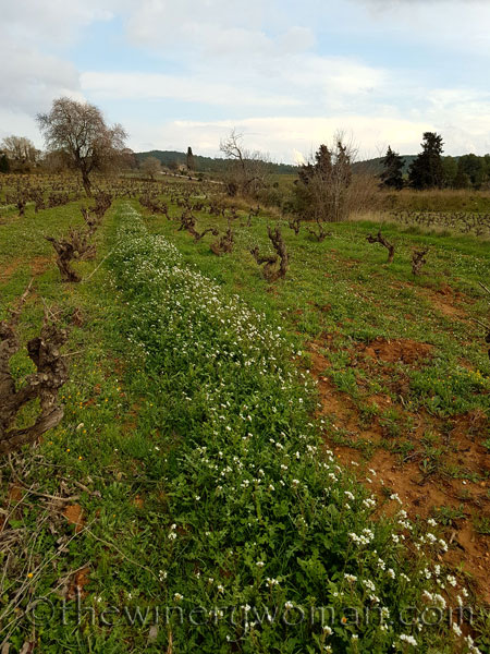 Winter_vineyard3_TWW