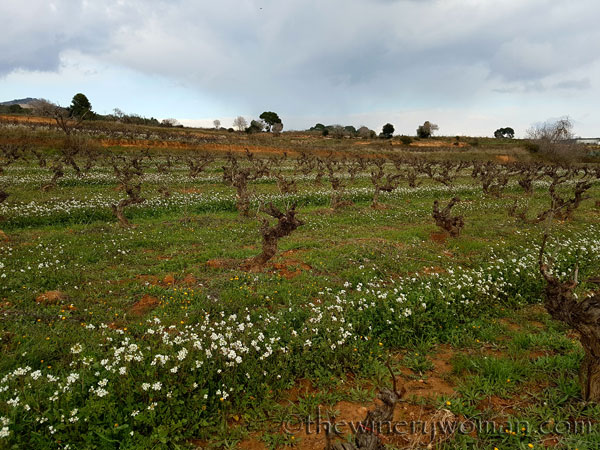 Winter_vineyard4_TWW