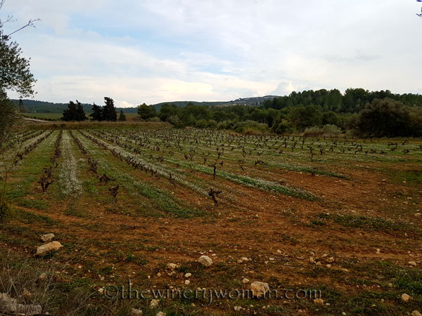 Winter_vineyard5_TWW