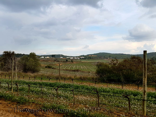 Winter_vineyard7_TWW