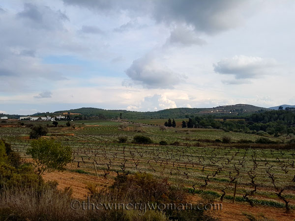 Winter_vineyard8_TWW