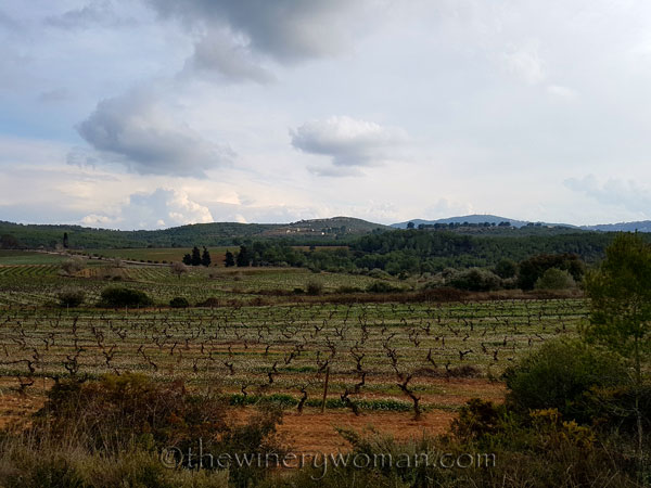 Winter_vineyard9_TWW