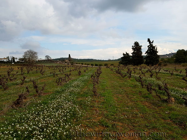 Winter_vineyard_TWW
