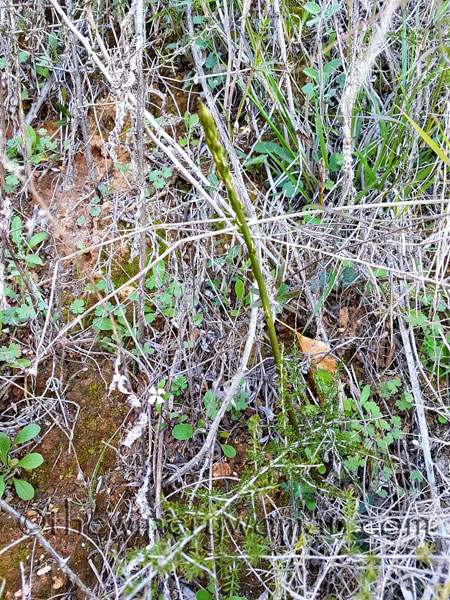 Asparagus2_3.10.18_TWW