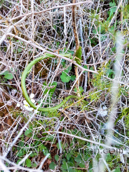 Asparagus3_3.10.18_TWW