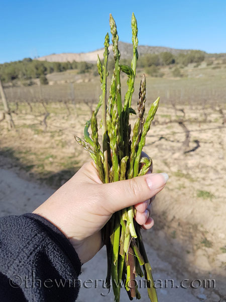 Asparagus8_3.10.18_TWW
