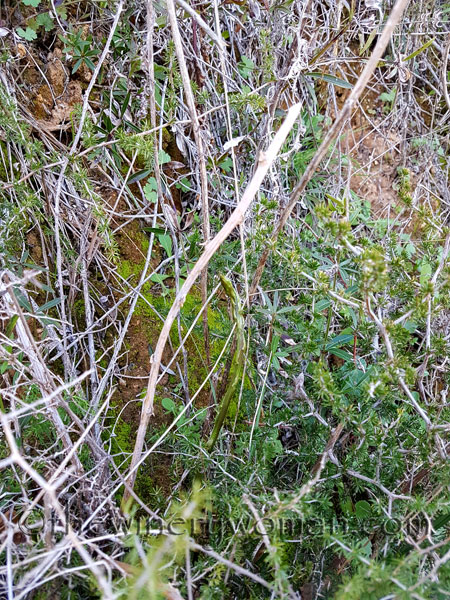 Asparagus_3.10.18_TWW