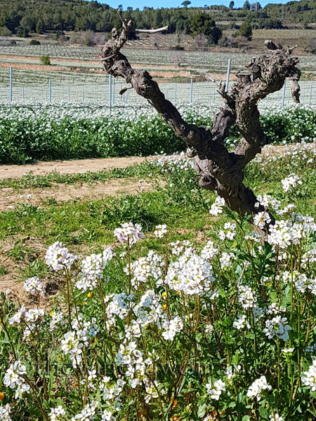 Bees_Vineyard5_3.7.18_TWW