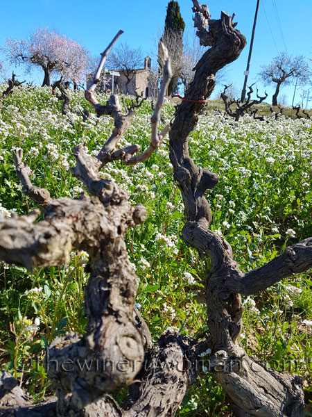 Bees_Vineyard8_3.7.18_TWW